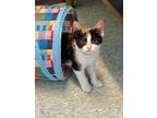 Adopt Olive a Domestic Short Hair