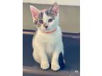 Adopt Cedar a Domestic Short Hair