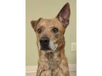 Adopt Hazel a Australian Cattle Dog / Blue Heeler