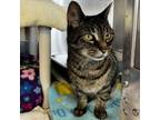 Adopt Olivia a Domestic Short Hair