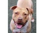 Adopt Stuffing a Pit Bull Terrier, Mixed Breed