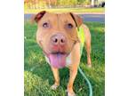 Adopt Stuffing a Pit Bull Terrier, Mixed Breed
