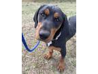 Adopt Jazzlyn a Dachshund, Basset Hound