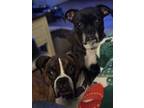 Adopt Ginger & Tyler - Bonded Pair - Must stay together a Boxer