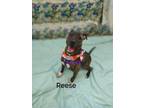 Adopt Reese a Terrier