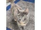 Adopt Twix a Dilute Tortoiseshell, American Shorthair