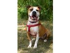 Adopt Milato a American Staffordshire Terrier