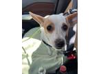 Adopt Dash a Jack Russell Terrier
