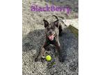 Adopt BlackBerry a American Staffordshire Terrier