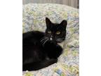 Adopt Onyx a Domestic Short Hair