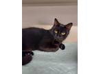 Adopt Uma a Domestic Short Hair