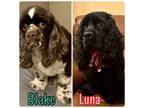 Adopt LUNA & BLAKE a Cocker Spaniel