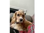 Adopt ROMINA a Cocker Spaniel