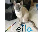 Adopt Leila a Domestic Short Hair, Siamese