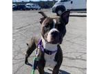 Adopt Lola a Pit Bull Terrier