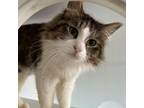 Adopt Ricotta a Domestic Medium Hair