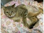 Adopt Squeak a Domestic Short Hair