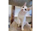 Adopt Sienna a Domestic Short Hair