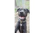 Adopt Suzie a Labrador Retriever, Mixed Breed