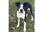 Adopt Maeve a Pit Bull Terrier, Boxer