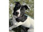 Adopt Sage a Pit Bull Terrier