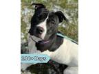 Adopt Sage a Pit Bull Terrier