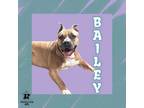 Adopt Bailey a Mixed Breed