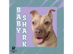 Adopt Baby Shark a Mixed Breed