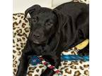 Adopt Coral a Black Labrador Retriever