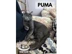 Adopt Puma a Domestic Short Hair