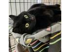 Adopt Juliette-Boo a Domestic Short Hair