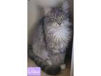 Adopt Lilac a Domestic Long Hair