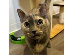 Adopt Cakes a Dilute Tortoiseshell