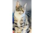 Adopt Penny a Tabby, Domestic Short Hair