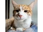 Adopt Ginger a Domestic Short Hair