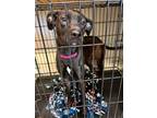 Adopt Bea a Whippet, Mixed Breed