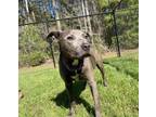 Adopt Firefly a Pit Bull Terrier, Mixed Breed