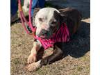 Adopt Marceline aka Marcy a American Staffordshire Terrier