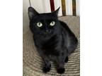 Adopt Sweetie -Indoor/Outdoor Cat, Adoption Fee Waived a Domestic Short Hair