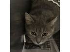 Adopt Edna a Domestic Short Hair