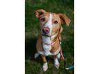Adopt Pixie a Whippet