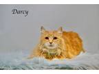 Adopt Darcy a Domestic Long Hair