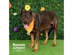 Adopt BONNIE a German Shepherd Dog, Mixed Breed