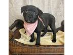 Adopt Rachel Green a Labrador Retriever, Plott Hound