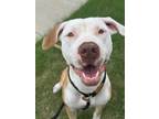 Adopt Penny a Pit Bull Terrier, Mixed Breed