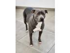 Adopt Periwinkle a Pit Bull Terrier, Mixed Breed