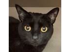 Adopt Sass a Domestic Short Hair