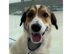 Adopt Tessa a Anatolian Shepherd, Mixed Breed