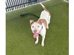 Adopt MOIRA a Pit Bull Terrier, Mixed Breed