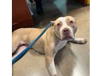 Adopt Sarah Conner a American Staffordshire Terrier, Mixed Breed